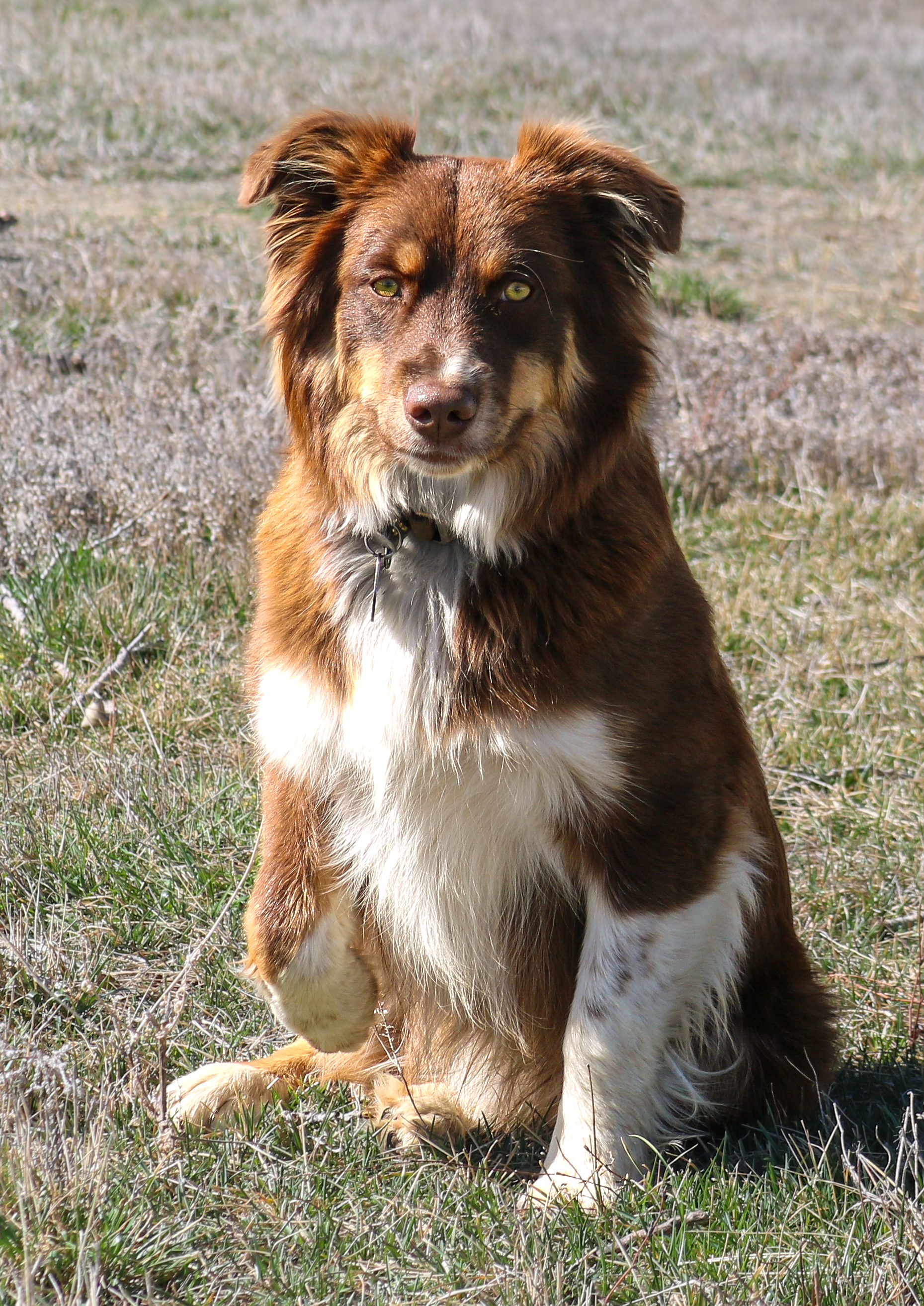 Archie