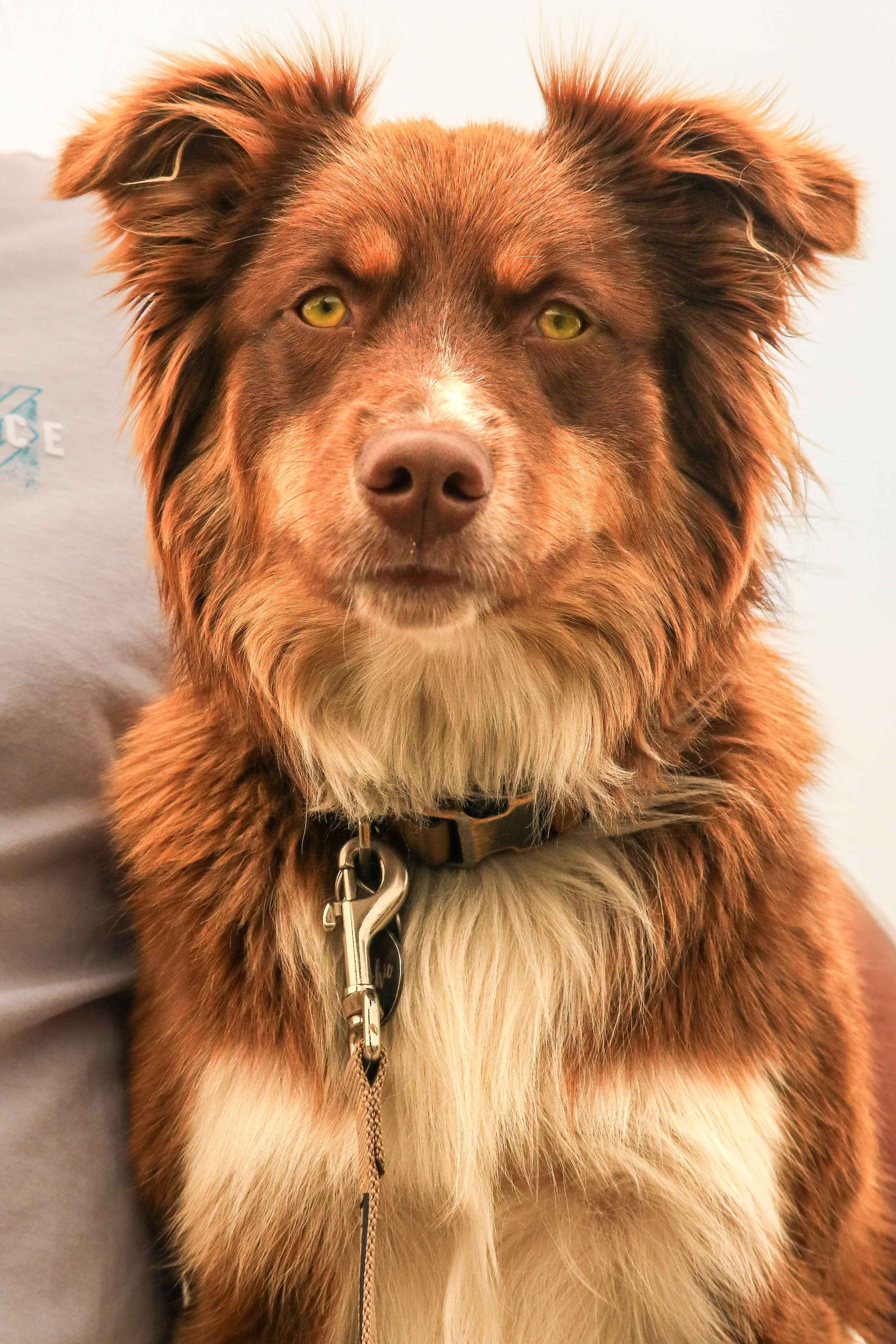 Archie